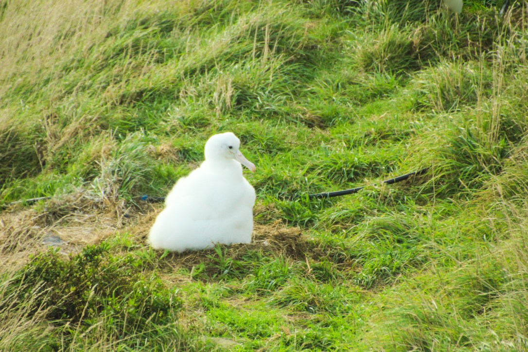 Royal albatross chick on the Otago Peninsula
