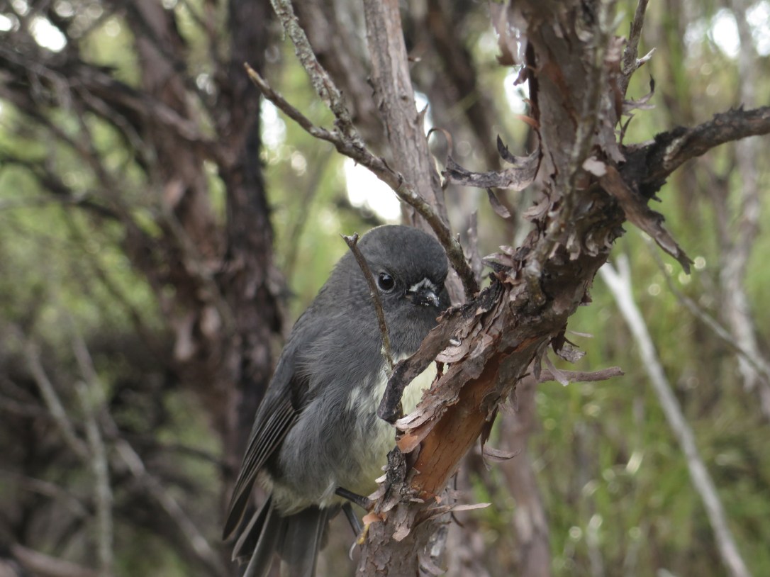 South Island robin on Stewart Island