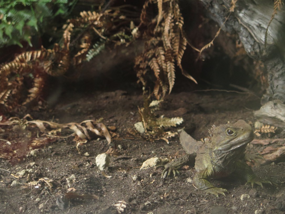 The Tuatara, one of the most ancient reptile species still on the planet, was once common-spread on both north and south islands. It is now confined to 0,1% of its former territory on a few offshore islands. This is a picture of a living Tuatara in the tuatarium in Invercargill.