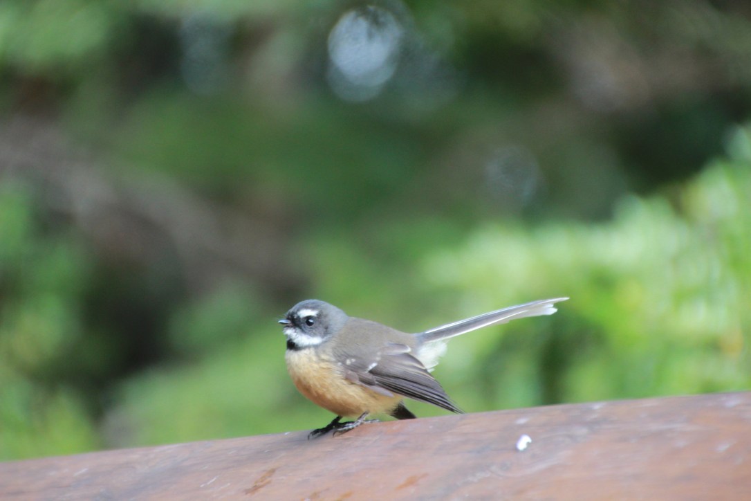 A fantail, one of New Zealand's most delightful birds, hanging out by Lake Manapouri