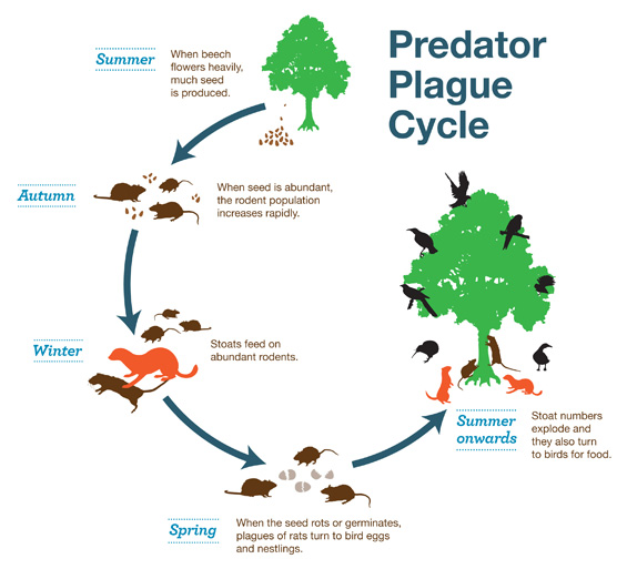 Image by the Department of Conservation, http://www.doc.govt.nz/our-work/battle-for-our-birds/beech-mast/predator-plague-cycle/